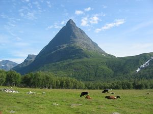 Innerdalstårnet cows.jpg