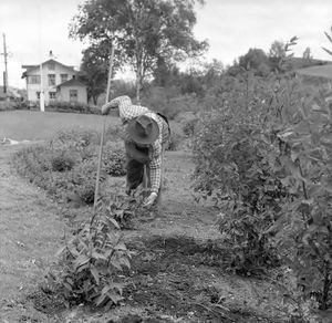 Jmf026921 Bøn hage.jpg