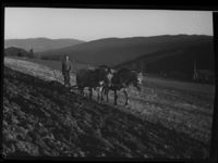 29. Jordbruk - no-nb digifoto 20150227 00207 NB MIT FNR 00322.jpg