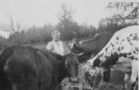 Petra og kuene på Øver-Kallrustad (1949). Bilde fra familiealbum.