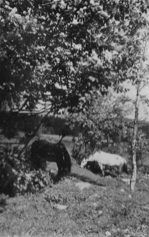 Kallrustad 1949 Svarta og Blåa.jpg