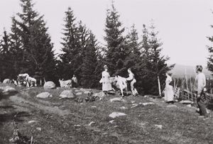 Kallrustad Bergenga ku.jpg