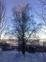 8. Kallrustad Dælinvegen storbjørka 2013.jpg