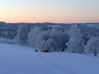 50. Kallrustad elg i solnedgang.jpg