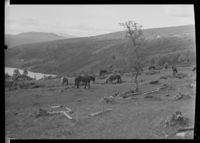 72. Kampeseter - no-nb digifoto 20151020 00199 NB MIT FNR 03325.jpg