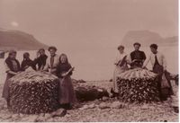 Klippfisktørking i Kasfjord