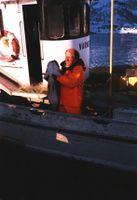 Knut Johnsen drev torskefiske, med Varnes i Olderfjorden i ytre Kvænangen og i Breivikfjorden på Sørøya.