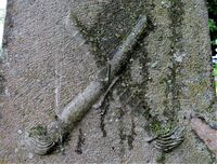 Variant av kryssede fakler med flammene ned, Borre kirkegård i Vestfold.