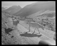 215. Kuer - no-nb digifoto 20151105 00037 NB MIT FNR 06512.jpg