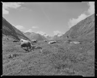 214. Kuer på fjellet - no-nb digifoto 20151105 00006 NB MIT FNR 06517.jpg