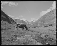 216. Kuer på fjellet - no-nb digifoto 20151105 00088 NB MIT FNR 06516.jpg