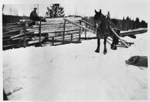 Kutjern tømmerlessing 1953.jpg