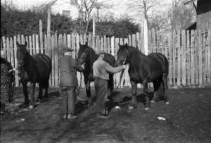 Kvem Anders Fredrikke hest.png