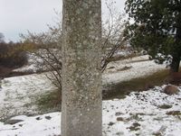 Sangnæs-familiens ruvende bautastein. Leif Sangnæs var lærer og kirkesanger.