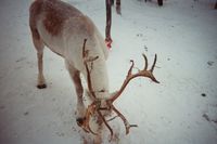 Rein ved Enaresjõn i Finland. Foto: Harmonia Amanda, februar 2007.