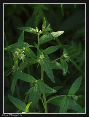 Legesteinfrø BH.jpg