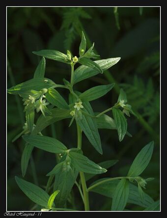 Legesteinfrø BH.jpg