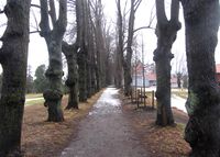 Lindealleen inn mot Nordre Skøyen hovedgård fra sør. Foto: Stig Rune Pedersen