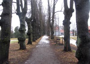Lindeallé Nordre Skøyen hovedgård Oslo 2014.jpg