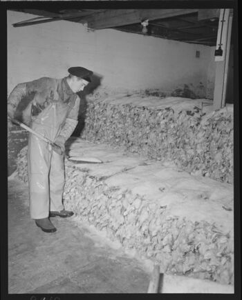 Lofotfiske - no-nb digifoto 20151126 00086 NB MIT FNR 09819.jpg