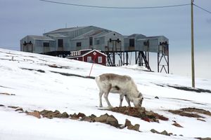 Longyearbyen taubanesentralen reinsdyr IMG 2984.jpg