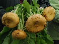 Målselvnepa med sin karakteristiske farge og form - slik Ole Enok Olssen odlet den fram.