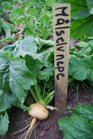 Målselvnepe dyrket på Sør-Senja Foto: U. Neumann