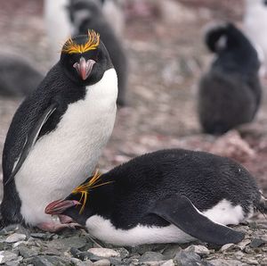 Macaroni Penguins (js).jpg