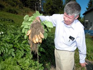 Mandelpoteter i Harstad-hage.jpg