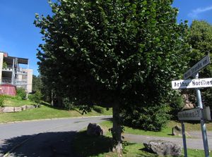 Martin Strandlis vei Oslo 2013.jpg