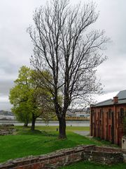 Middelalderparken 2.JPG