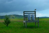 Mjølkerampe nær Keldur på Island. Foto: Heidi Thöni Sletten (2011).