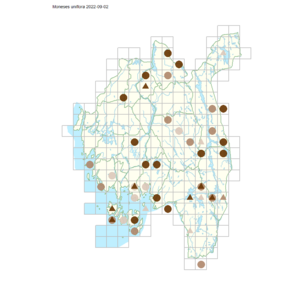 Moneses uniflora.png