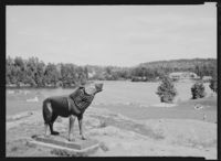 «Hylende ulv» i Nesparken i Moss. Foto: Jac Brun (1956)