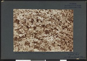 Multer og Skrubbær Kongsfjord - no-nb digifoto 20160318 00080 bldsa NGU0298.jpg