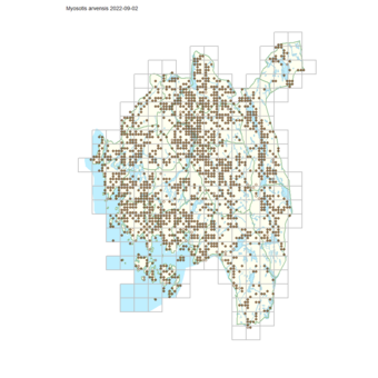 Myosotis arvensis 1.png