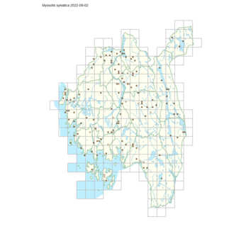 Myosotis sylvatica 1.png