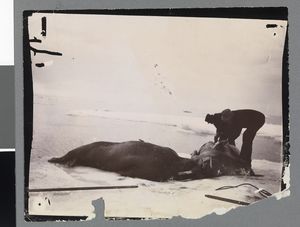 No-nb bldsa 3c042.jpg