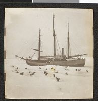 Hundene møter isen for første gang. Polhavet. Foto: Fridtjof Nansen