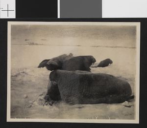 No-nb bldsa 3c106.jpg