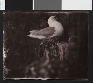 No-nb bldsa 3c131.jpg