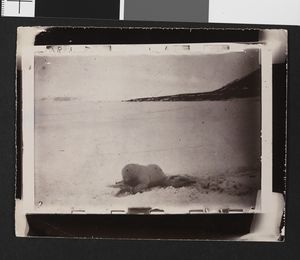 No-nb bldsa 3c133.jpg