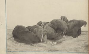 No-nb bldsa q3c052.jpg