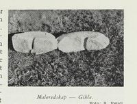 Maleredskap fra Gile. Foto: Skansen: Bygdemøllene i Norge, 1958.