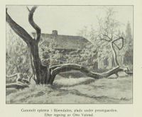 23. No-nb digibok 2013091708024 0436 1.jpg