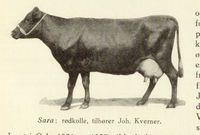 Rødkolla Sara fra Ski kommune, 1929