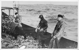 Fra sildefiske med fiskebåten «Hildur» i Norskehavet utenfor Møre og Romsdal. Foto: Anders Beer Wilse/Nasjonalbiblioteket (1927).