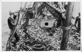 Fra sildefiske med fiskebåten «Hildur» i Norskehavet utenfor Møre og Romsdal. Foto: Anders Beer Wilse/Nasjonalbiblioteket (1927).