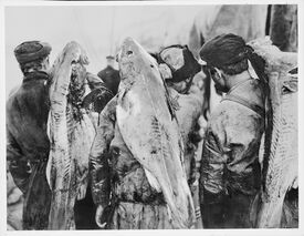 Fra Lofotfisket. Foto: Anders Beer Wilse/Nasjonalbiblioteket (1910).