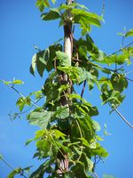 74. Norsk Folkemuseum humle (2).JPG